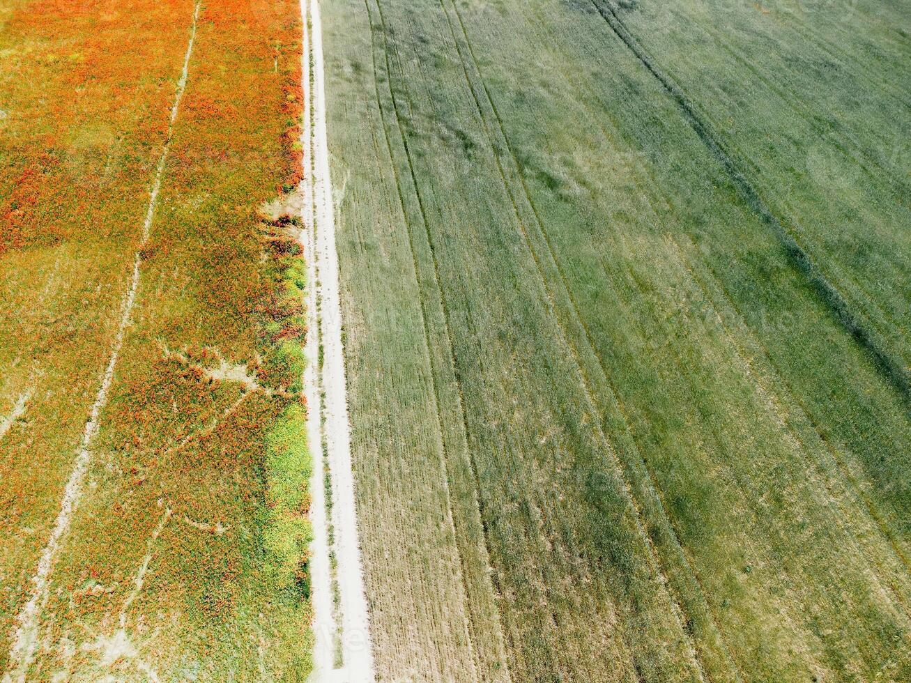 Aerial view on green wheat field in countryside. Field of wheat blowing in the wind like green sea. Young and green Spikelets. Ears of barley crop in nature. Agronomy, industry and food production. photo