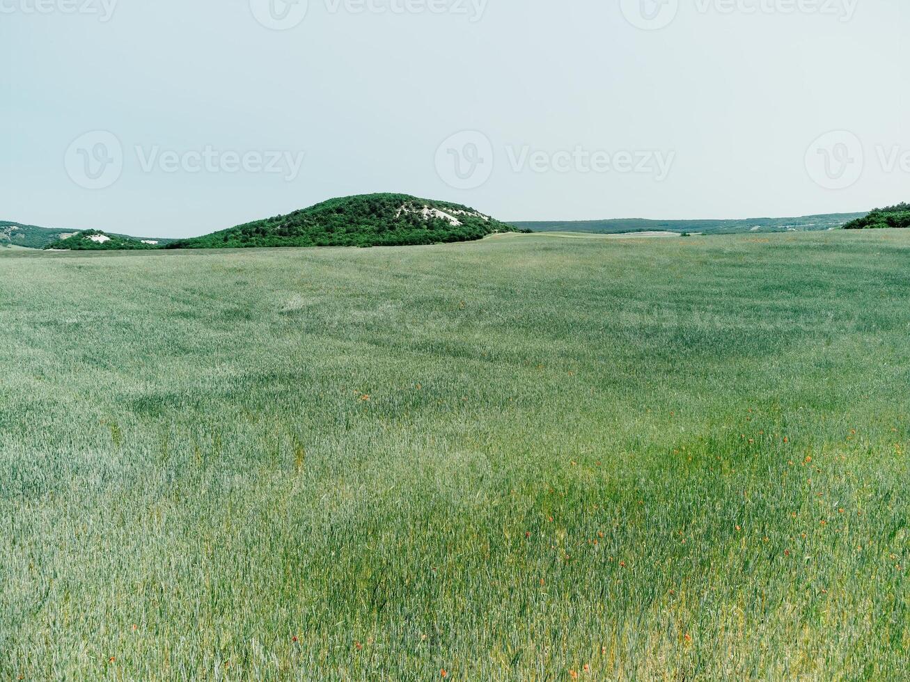 Aerial view on green wheat field in countryside. Field of wheat blowing in the wind like green sea. Young and green Spikelets. Ears of barley crop in nature. Agronomy, industry and food production. photo