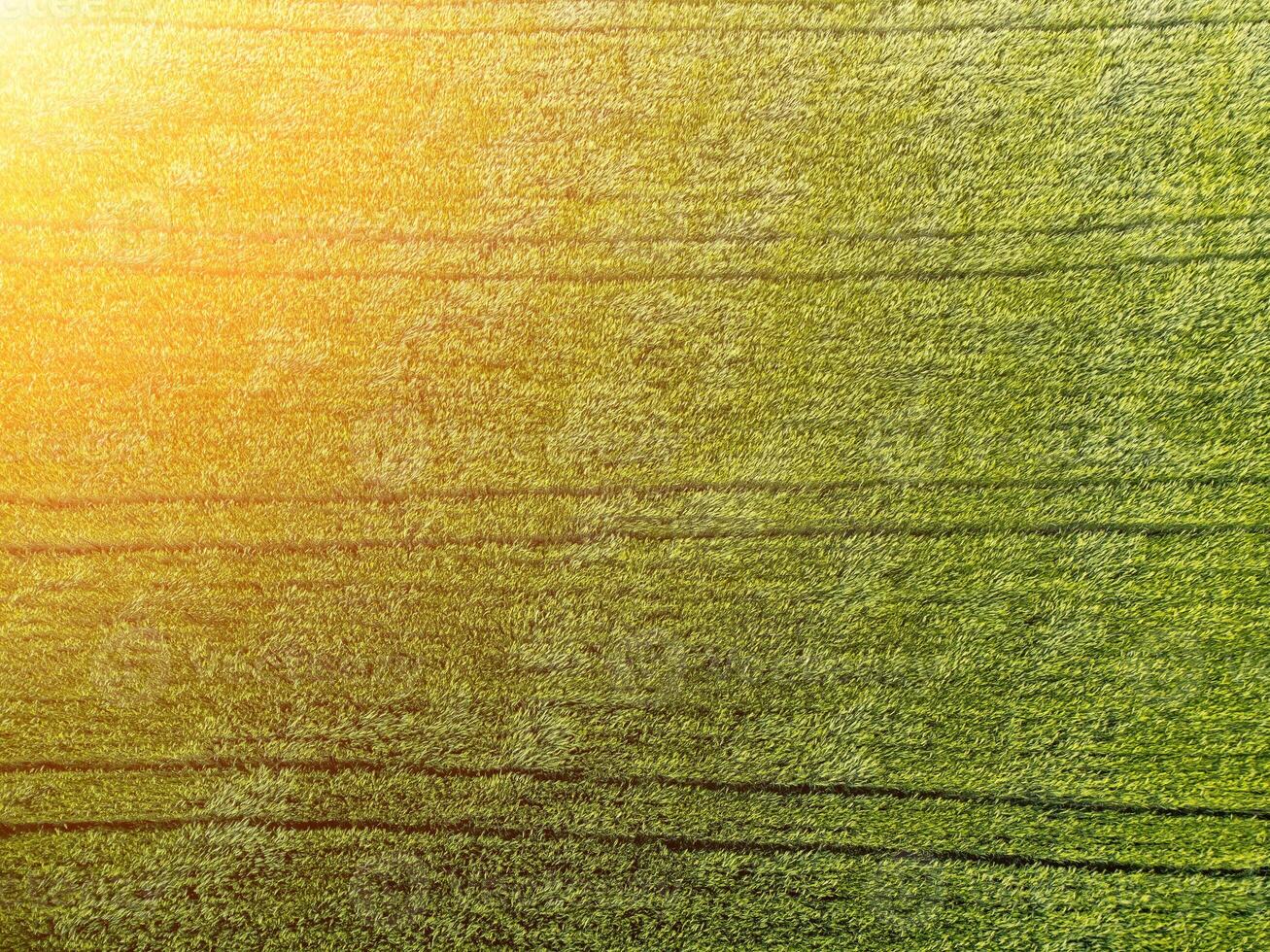 Aerial view on green wheat field in countryside. Field of wheat blowing in the wind on sunset. Young and green Spikelets. Ears of barley crop in nature. Agronomy, industry and food production. photo