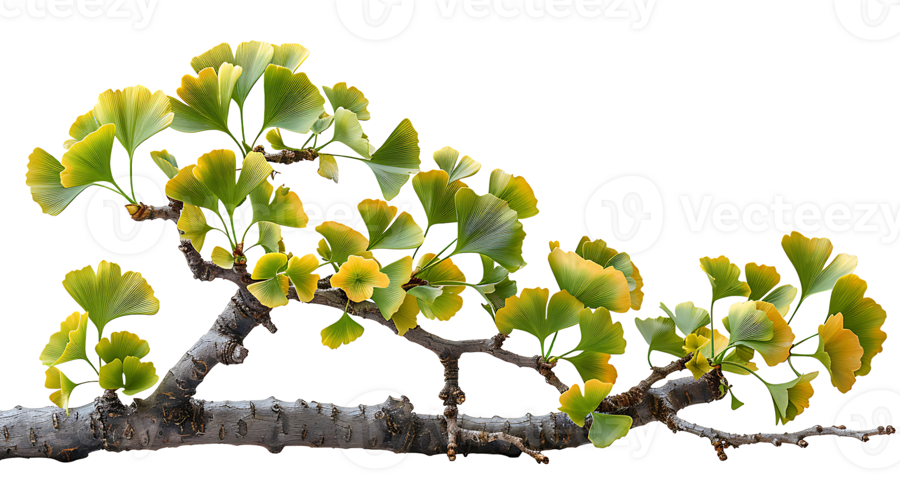AI generated Ginkgo biloba branch on a transparent background png