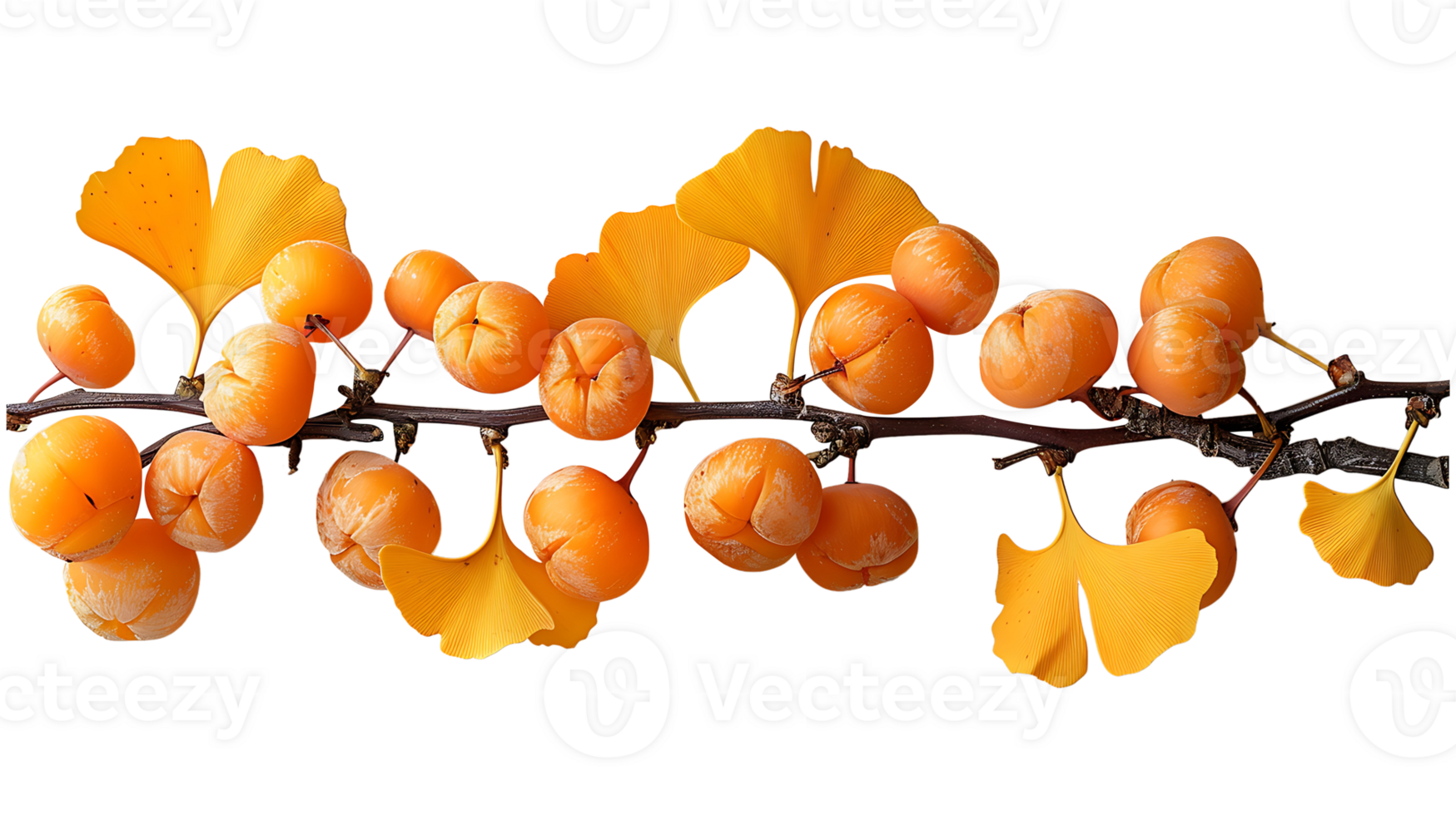 AI generated Ginkgo biloba branch on a transparent background png