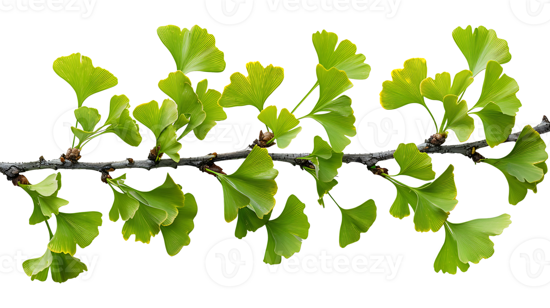 AI generated Ginkgo biloba branch on a transparent background png