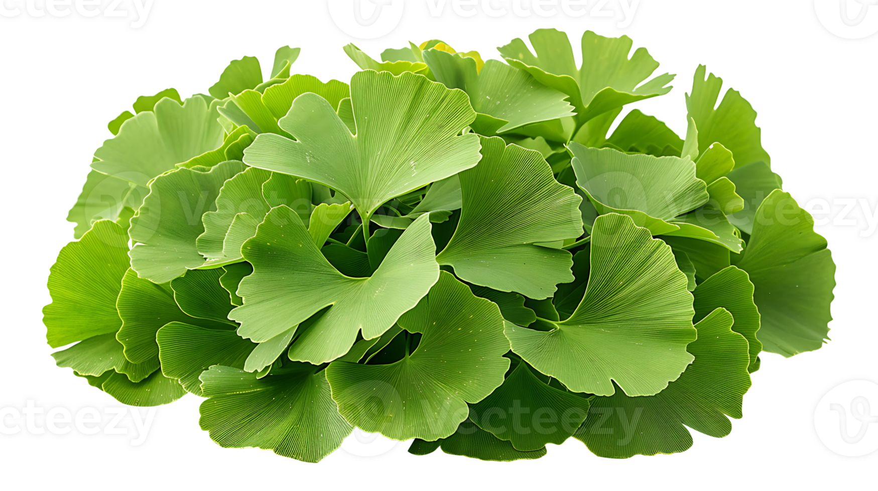 AI generated Ginkgo biloba leaves on a transparent background png