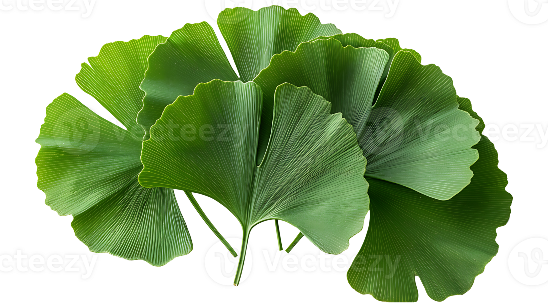 AI generated Ginkgo biloba leaves on a transparent background png