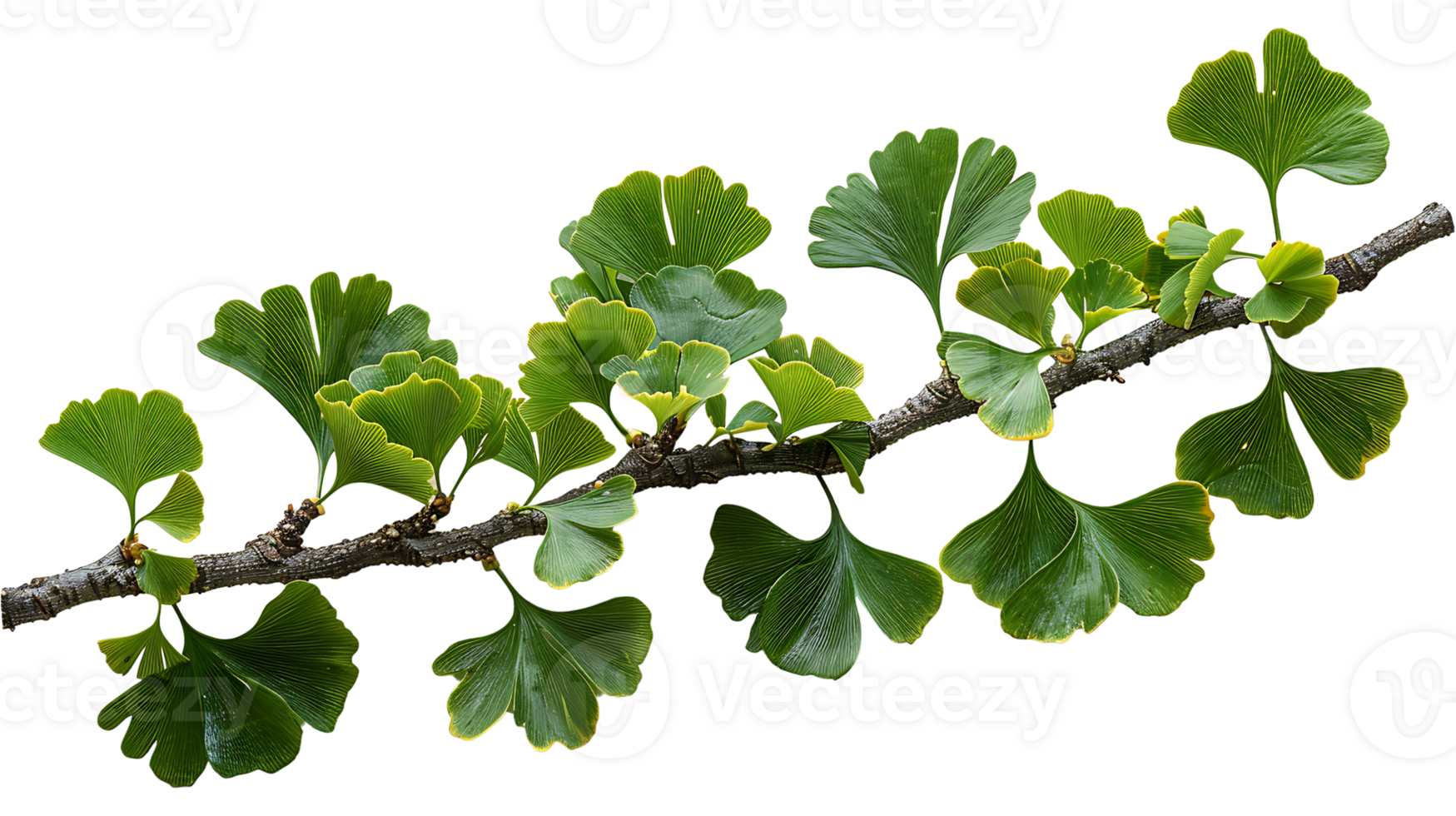 AI generated Ginkgo biloba branch on a transparent background png