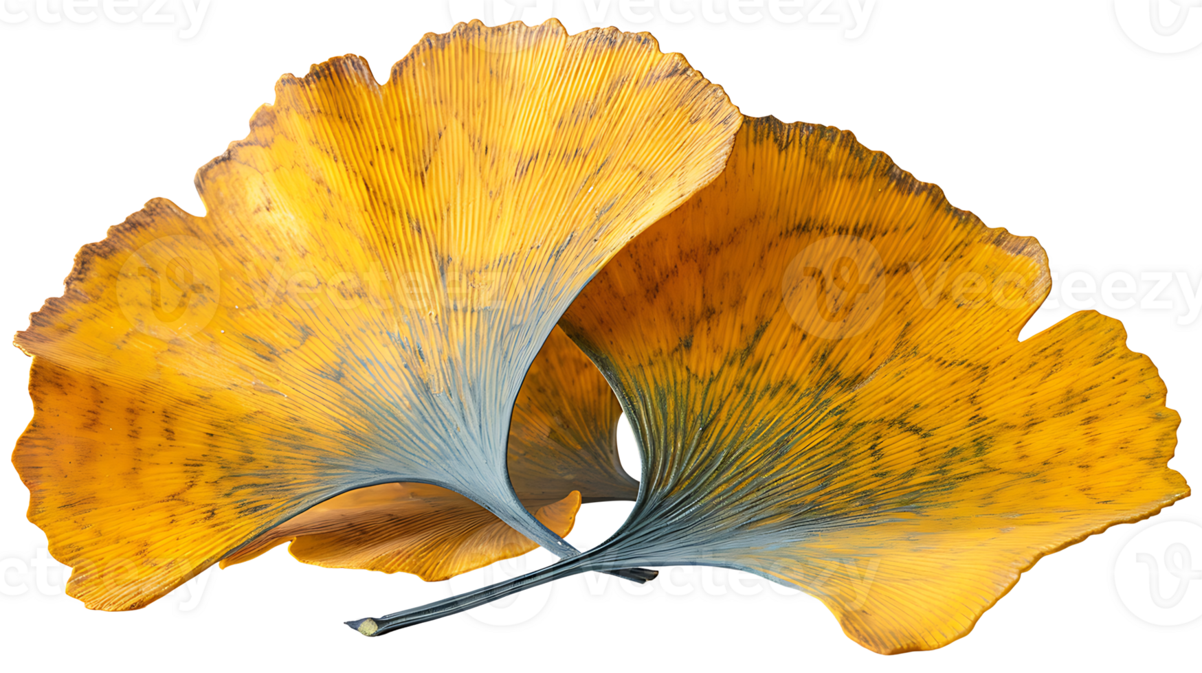 AI generated Ginkgo biloba leaves on a transparent background png