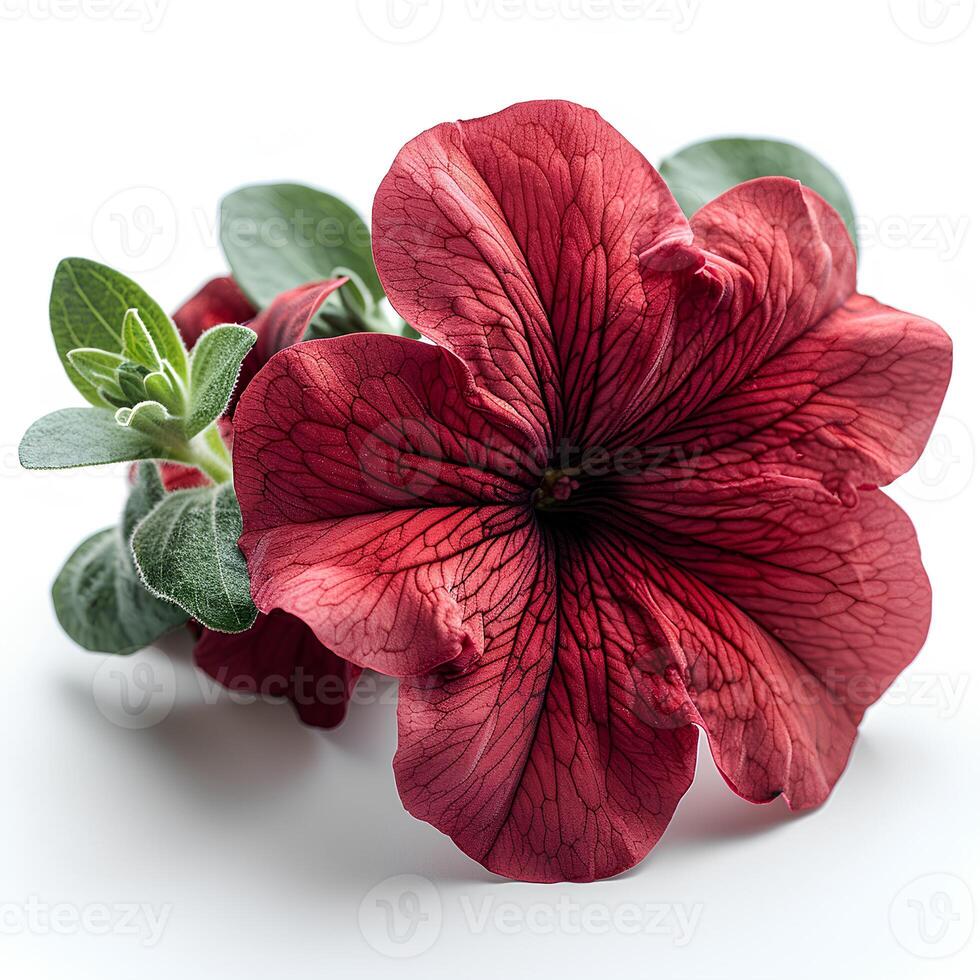 AI generated Red petunia flower isolated on white shadow with background. Red flower isolated. Petunia top view photo