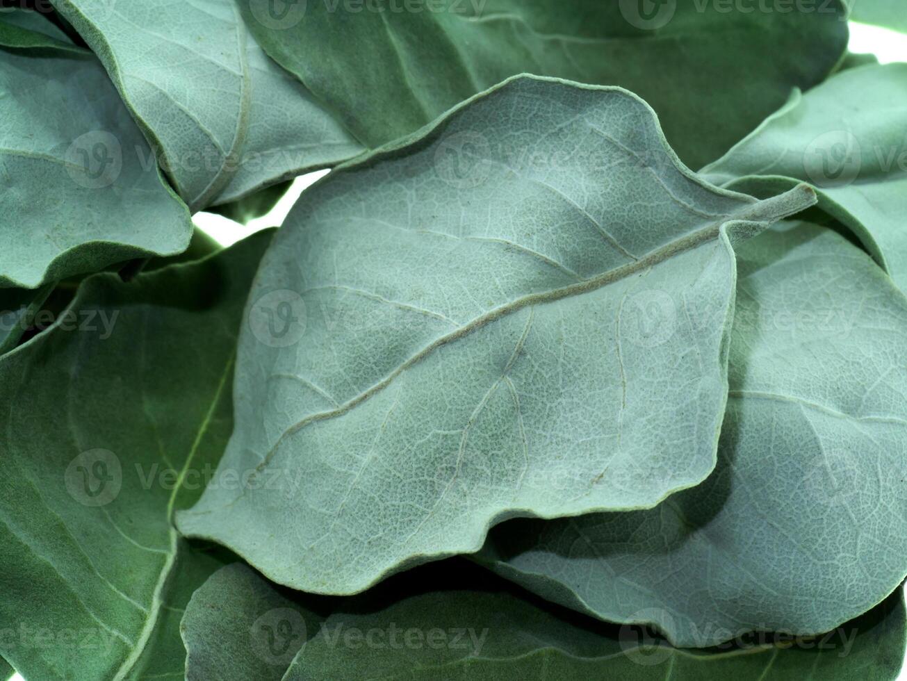 Dry leaves of Vitex trifolia photo