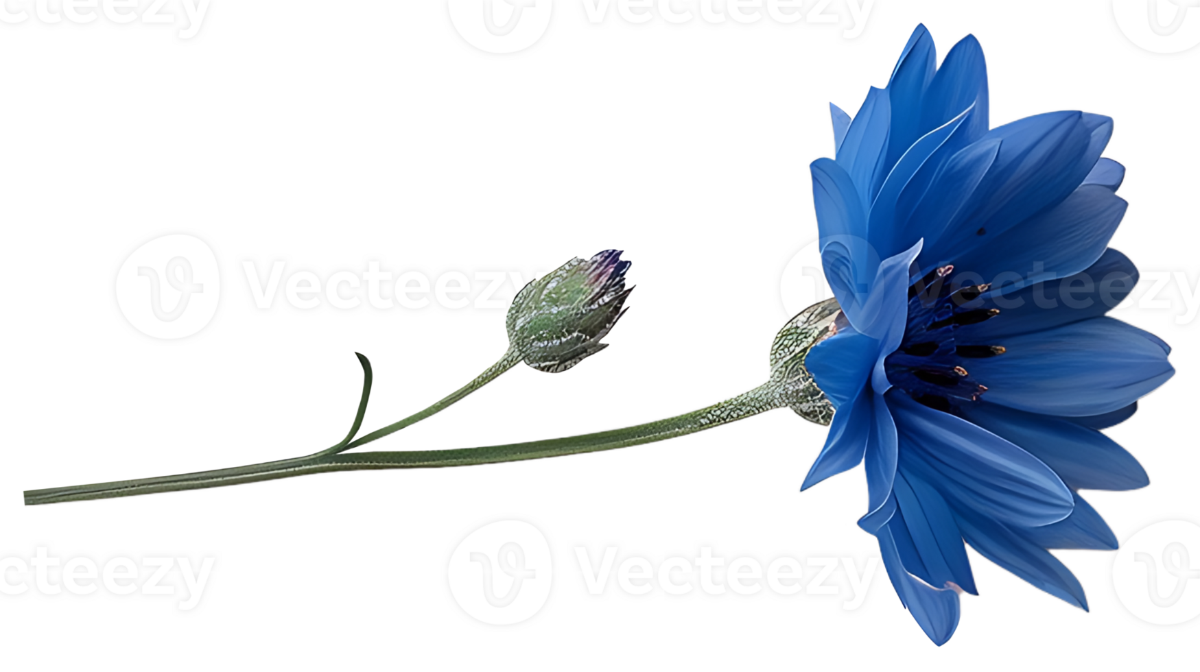 AI generated Medicinal cornflower on a transparent background png