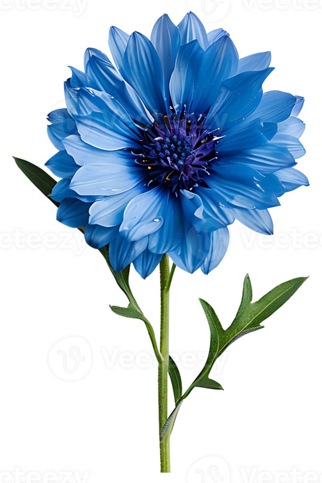 AI generated Medicinal cornflower on a transparent background png