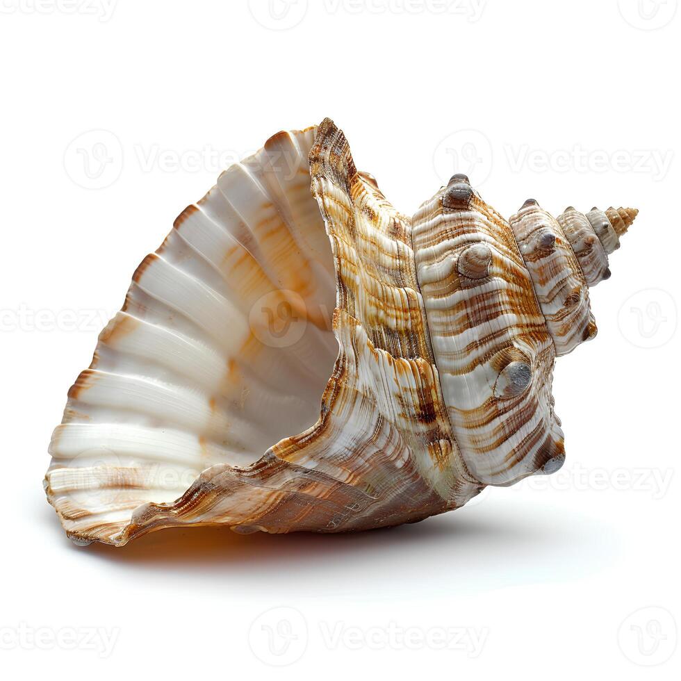 AI generated Seashell isolated on white background with shadow. Sea shell isolated. Salt water shell on white background photo