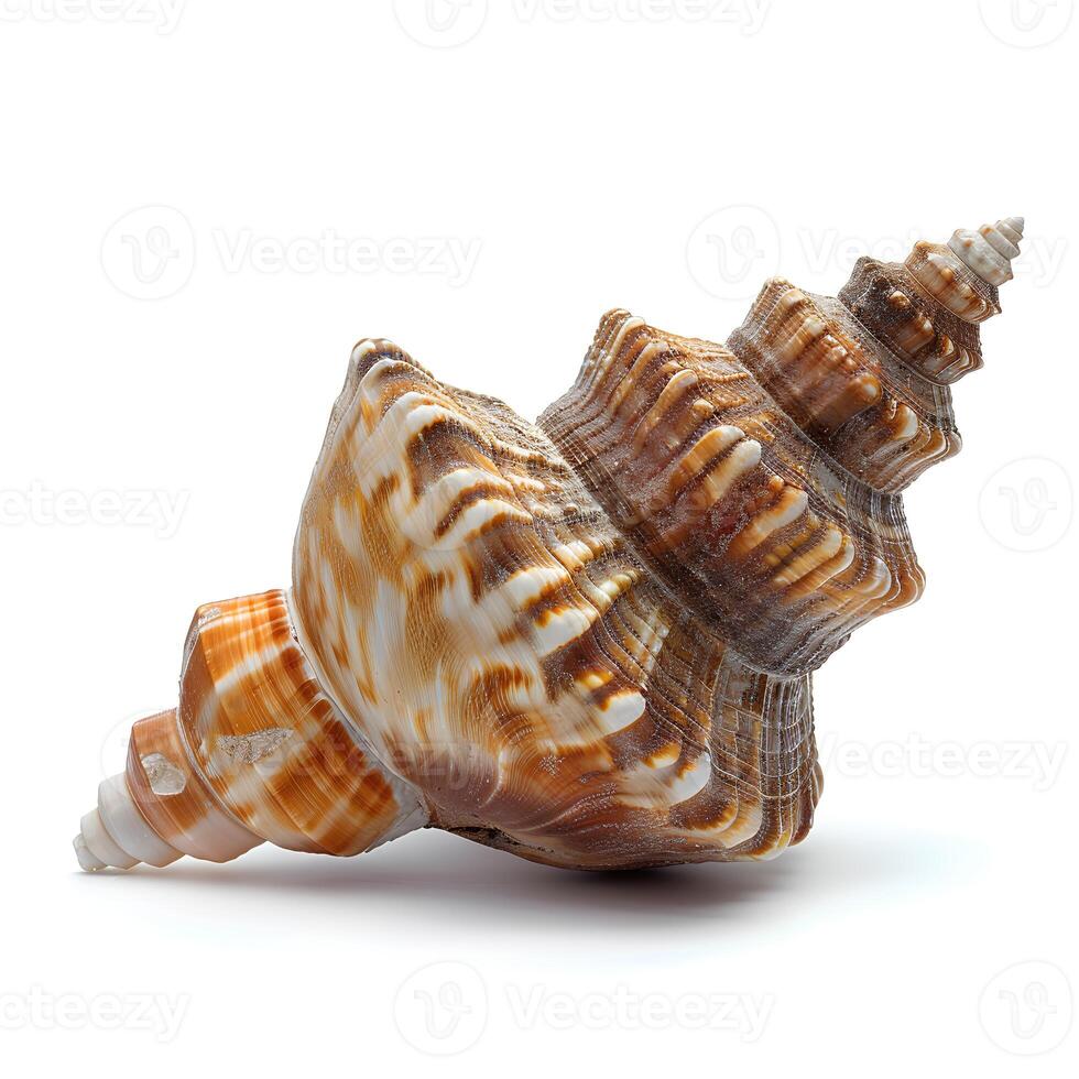 AI generated Seashell isolated on white background with shadow. Sea shell isolated. Salt water shell on white background photo
