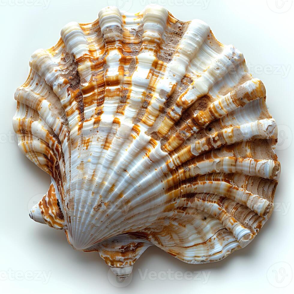 AI generated Seashell isolated on white background with shadow. Sea shell isolated. Salt water shell on white background photo