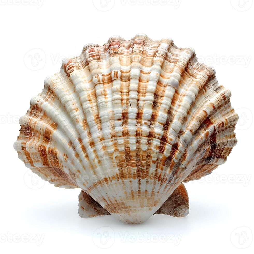 AI generated Seashell isolated on white background with shadow. Sea shell isolated. Salt water shell on white background photo