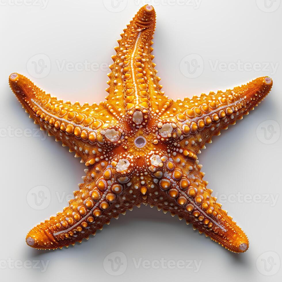 AI generated Starfish isolated on white background with shadow. Sea star isolated. Starfish top view. Sea star flat lay photo