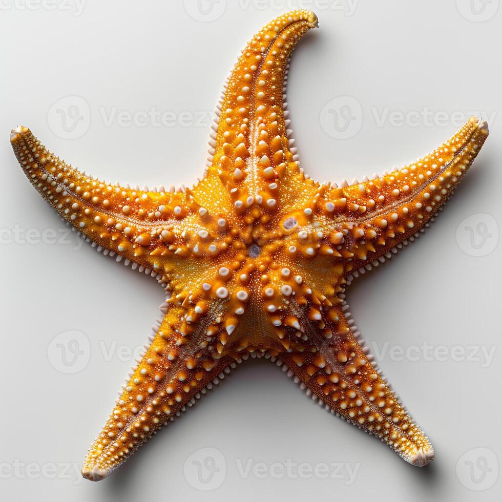 AI generated Starfish isolated on white background with shadow. Sea star isolated. Starfish top view. Sea star flat lay photo