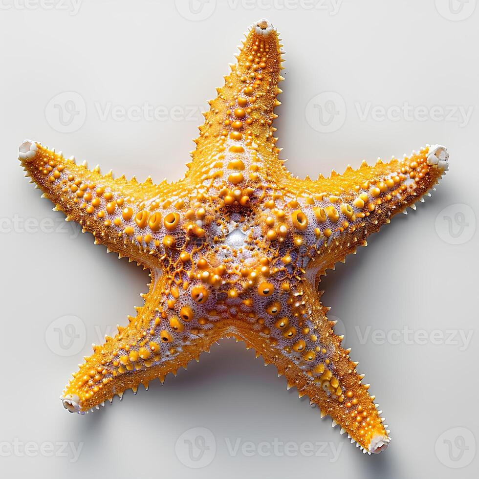 AI generated Starfish isolated on white background with shadow. Sea star isolated. Starfish top view. Sea star flat lay photo