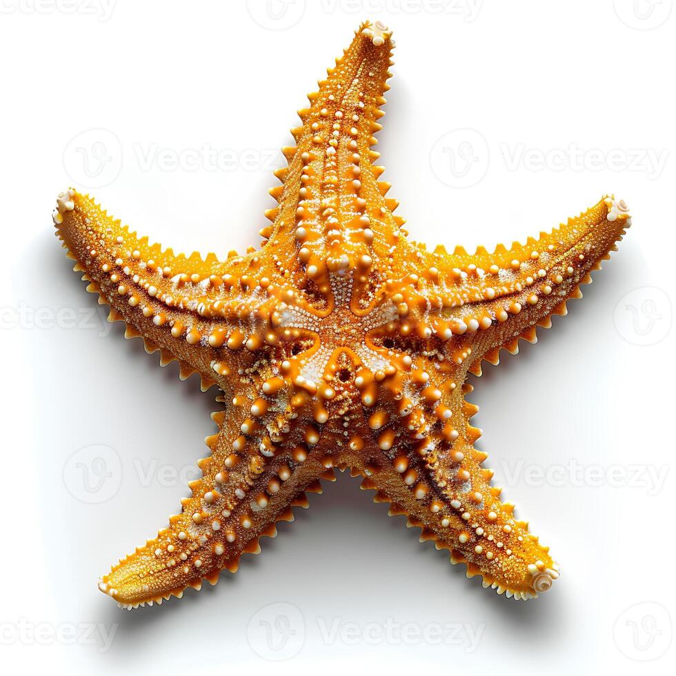 AI generated Starfish isolated on white background with shadow. Sea star isolated. Starfish top view. Sea star flat lay photo