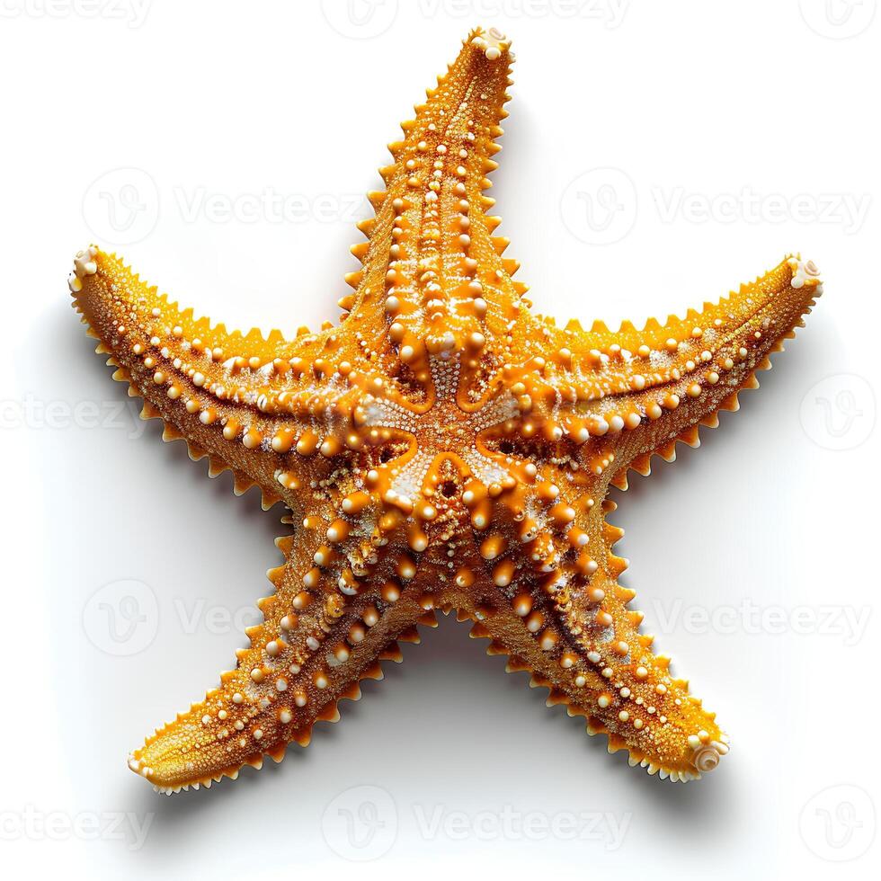 AI generated Starfish isolated on white background with shadow. Sea star isolated. Starfish top view. Sea star flat lay photo