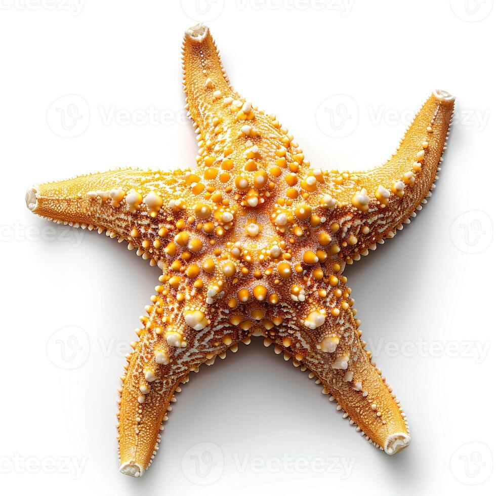 AI generated Starfish isolated on white background with shadow. Sea star isolated. Starfish top view. Sea star flat lay photo