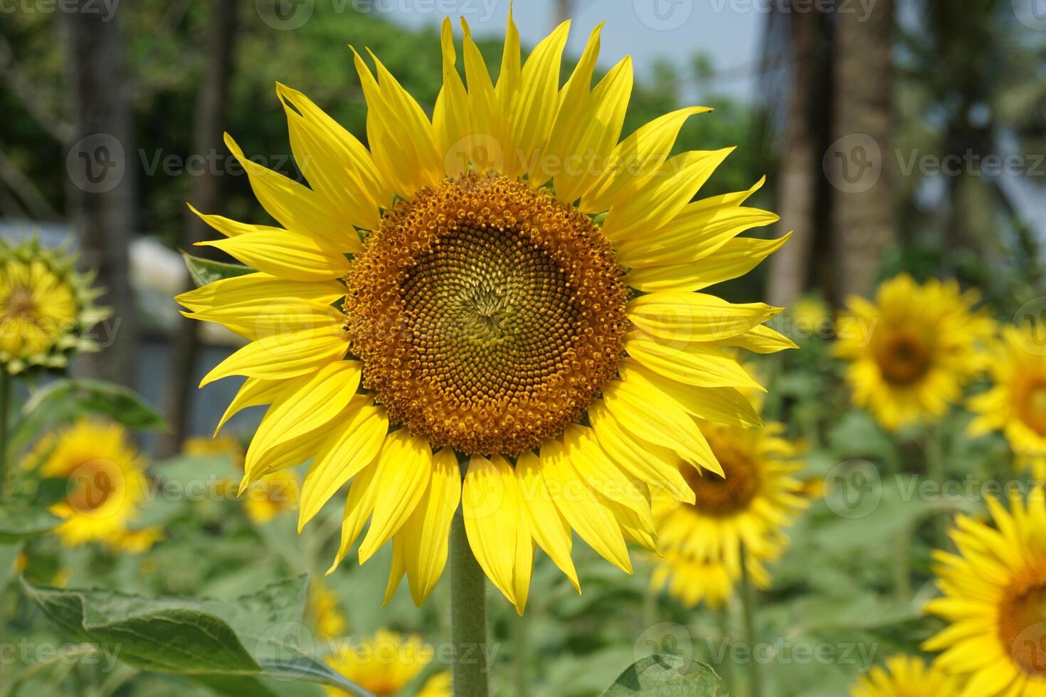 a sunflower in a field of green leaves background photo