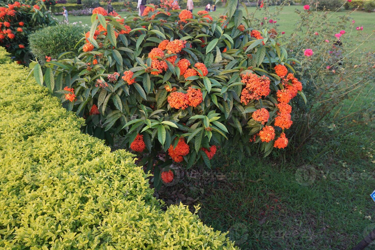 un arbusto con naranja flores foto