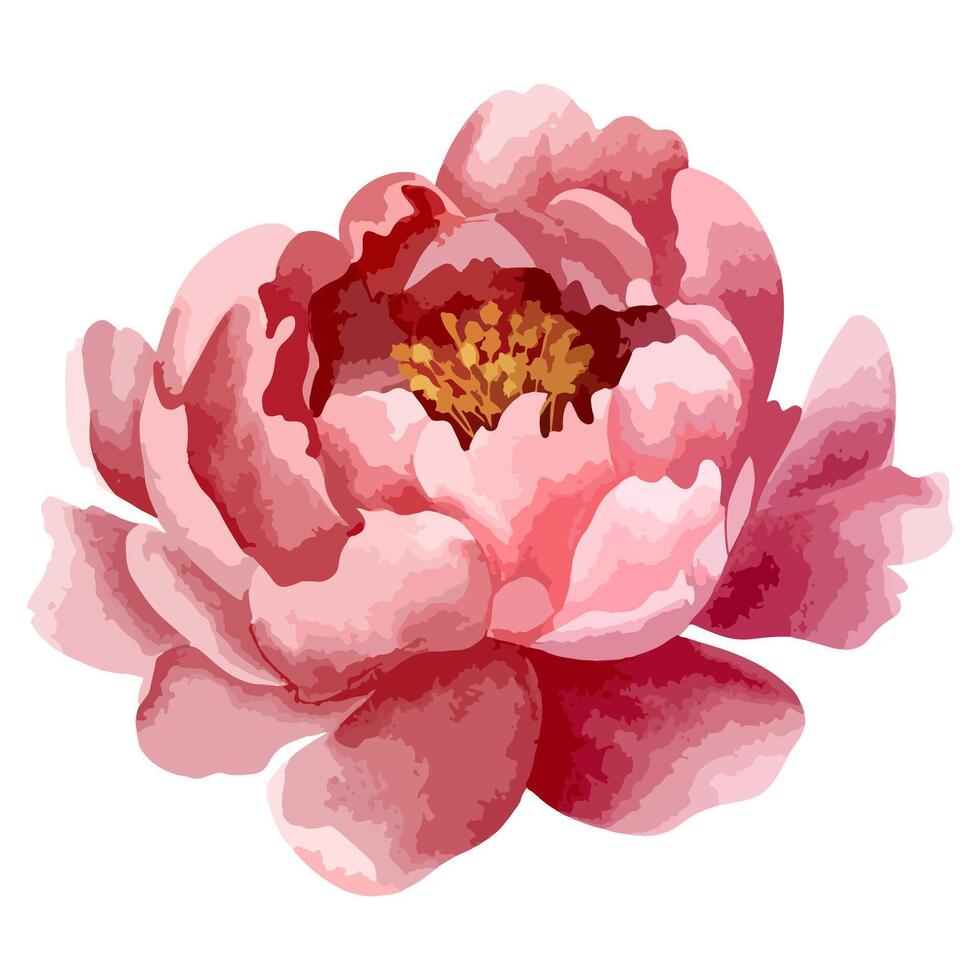 Watercolor peony head for floral design. Flower, bud. Vector watercolor peonies