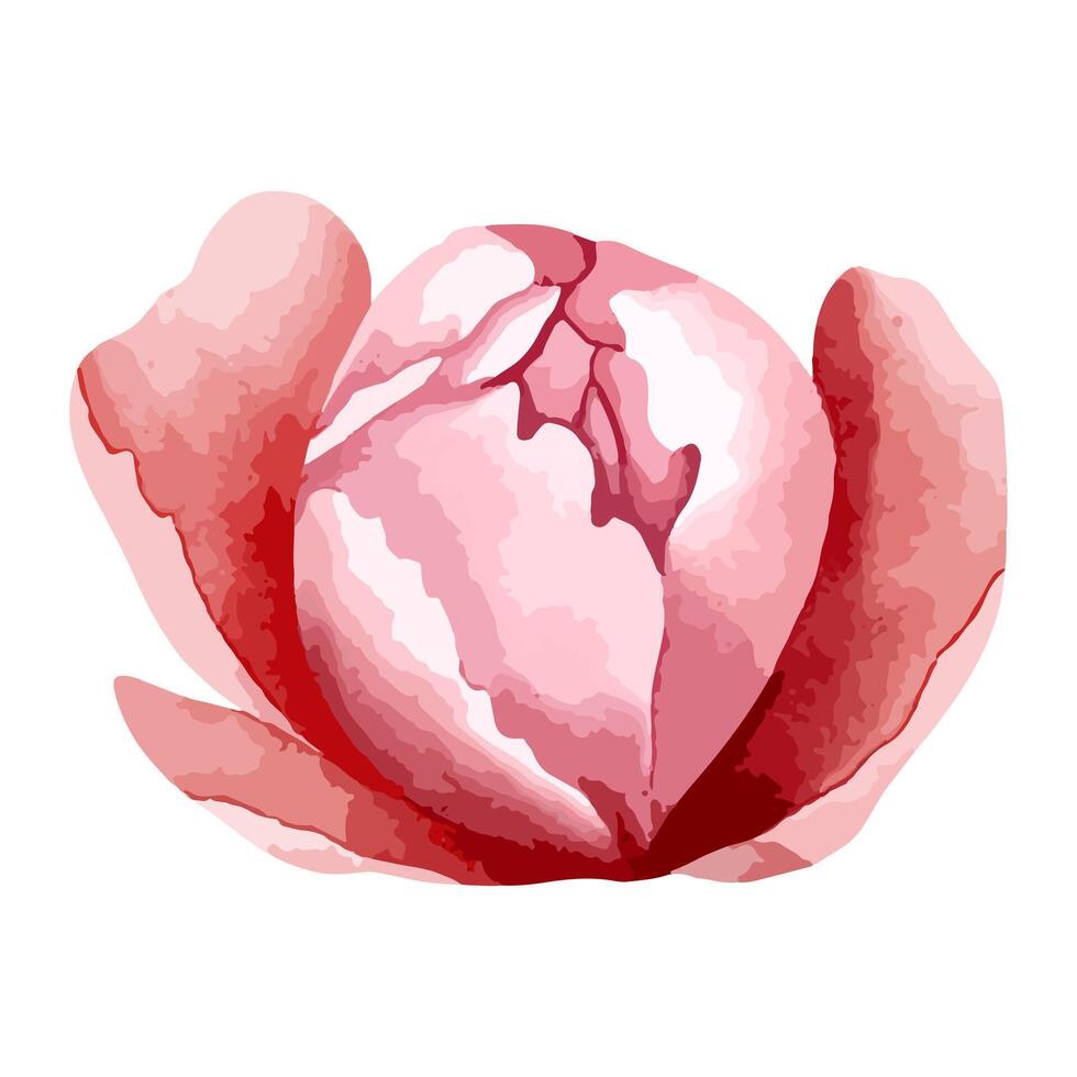 Watercolor peony head for floral design. Flower, bud. Vector watercolor peonies