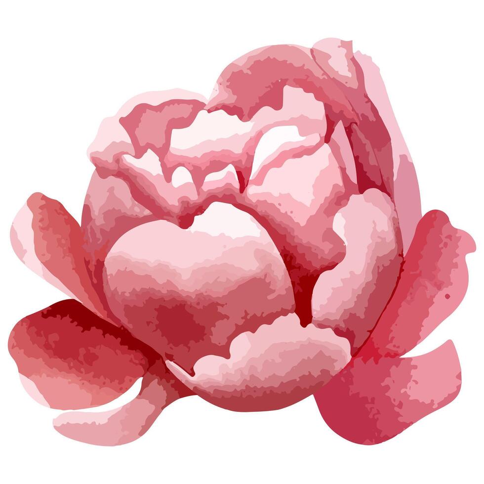 Watercolor peony head for floral design. Flower, bud. Vector watercolor peonies