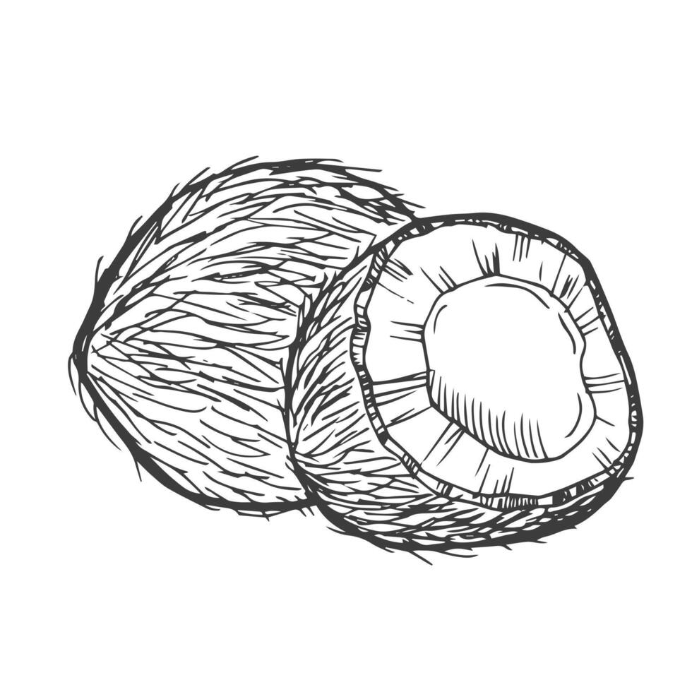 Coconut icon from fruits collection. Simple line element Coconut symbol for templates, web design and infographics vector