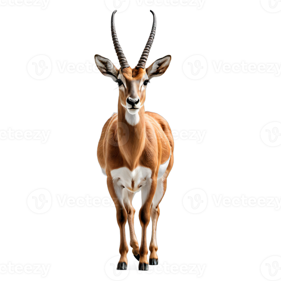 AI generated antelope isolated transparent background PNG. png