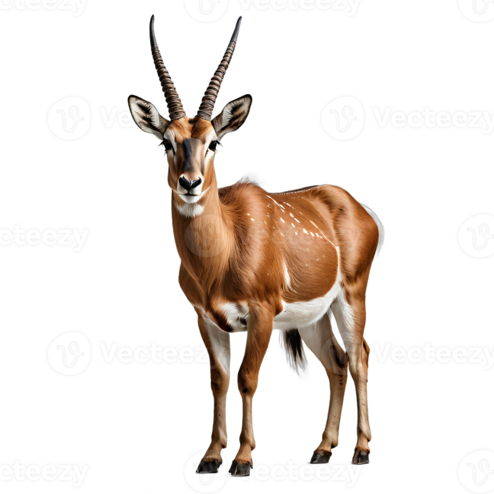 AI generated antelope isolated transparent background PNG. png