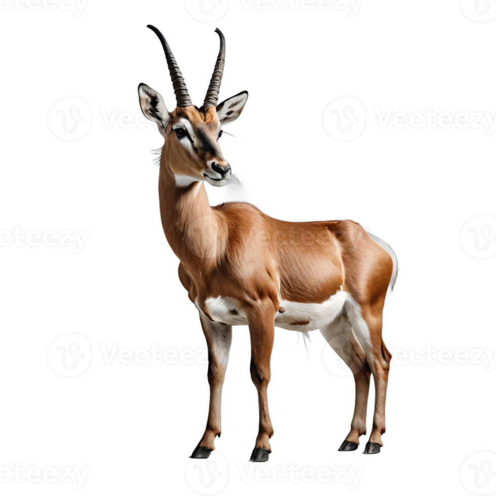 AI generated antelope isolated transparent background PNG. png