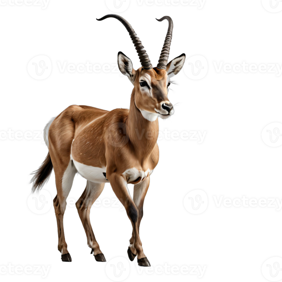 AI generated antelope isolated transparent background PNG. png