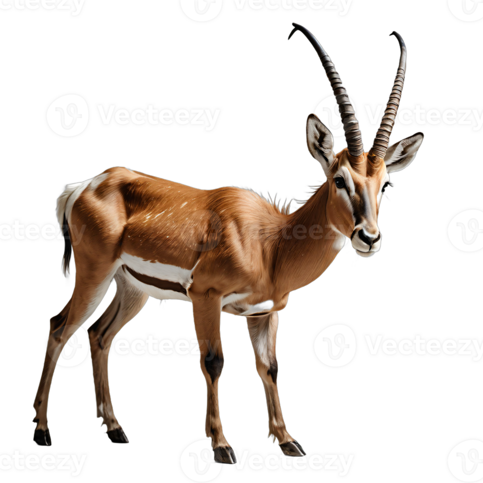 AI generated antelope isolated transparent background PNG. png