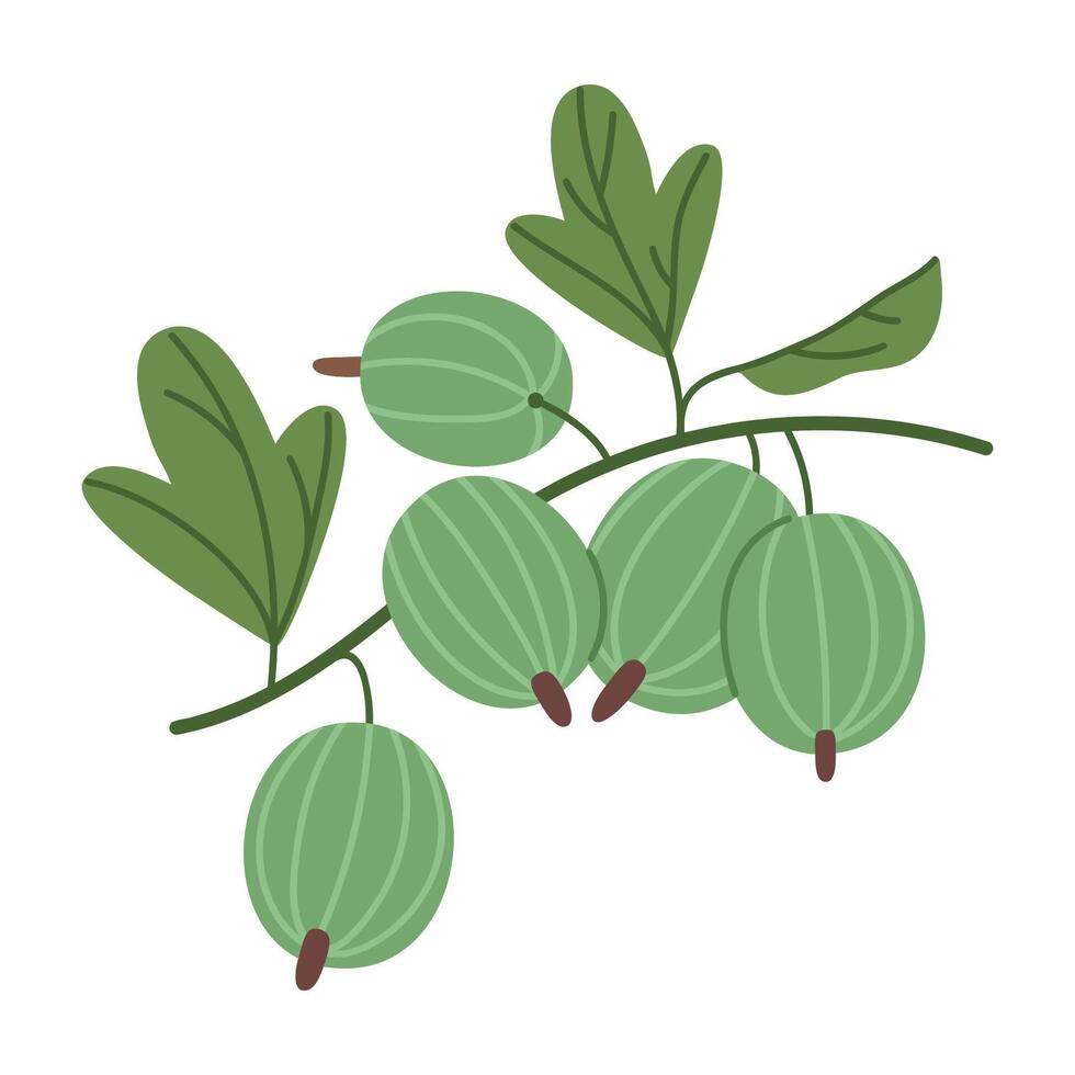 Green gooseberries. Wild forest gooseberry, edible fresh berries flat vector illustration. Juicy delicious gooseberry