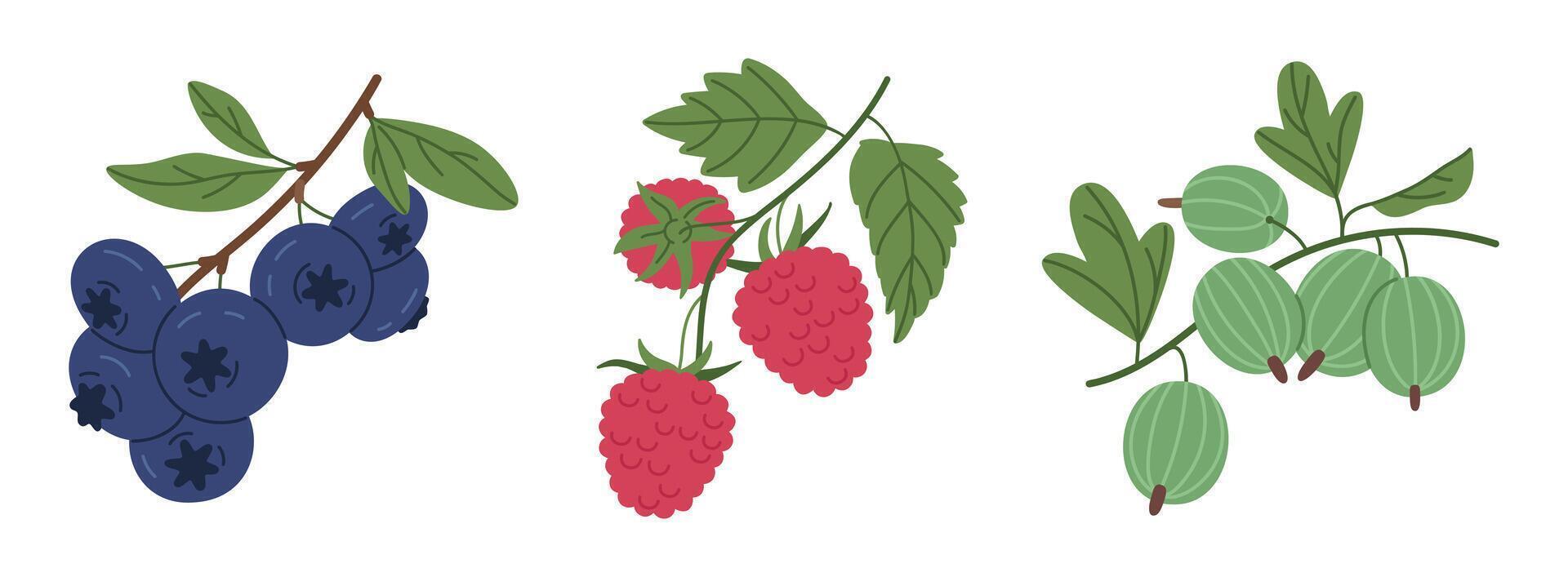 Edible fresh berries. Juicy forest berries, blueberry, raspberry and gooseberry flat vector illustration set. Ripe berries collection