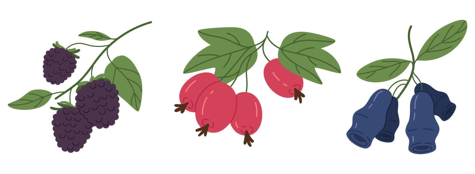Fresh forest berries. Edible juicy berry, blackberry, rosehip and honeysuckle flat vector illustration set. Juicy berries collection