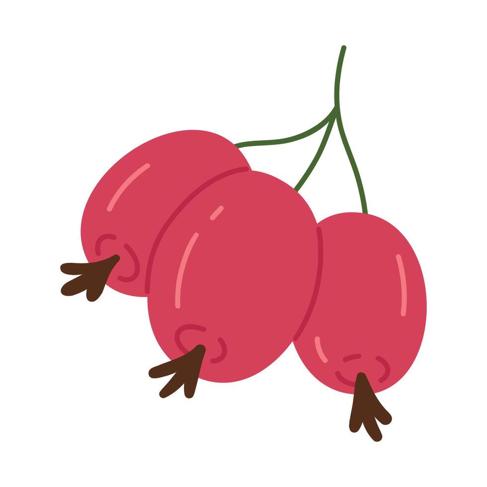 maduro Rosa cadera bayas. Fresco rojo bayas para sano nutrición, delicioso jugoso bosque rosa mosqueta baya plano vector ilustración. comestible Rosa cadera bayas