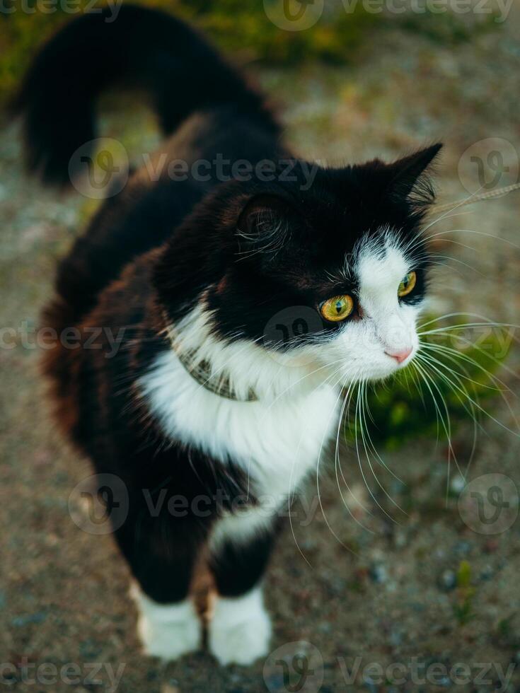 un negro y blanco gato con confianza soportes en parte superior de un suciedad campo, topografia sus alrededores con curiosidad. foto