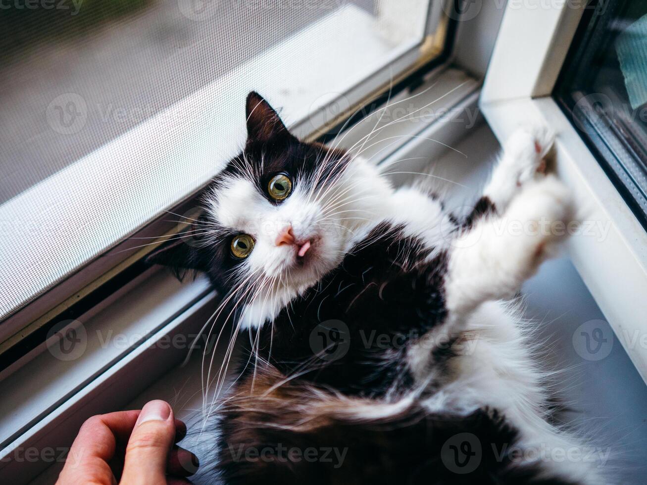 A playful black and white cat lies on its back by the window and sticks out its tongue. photo