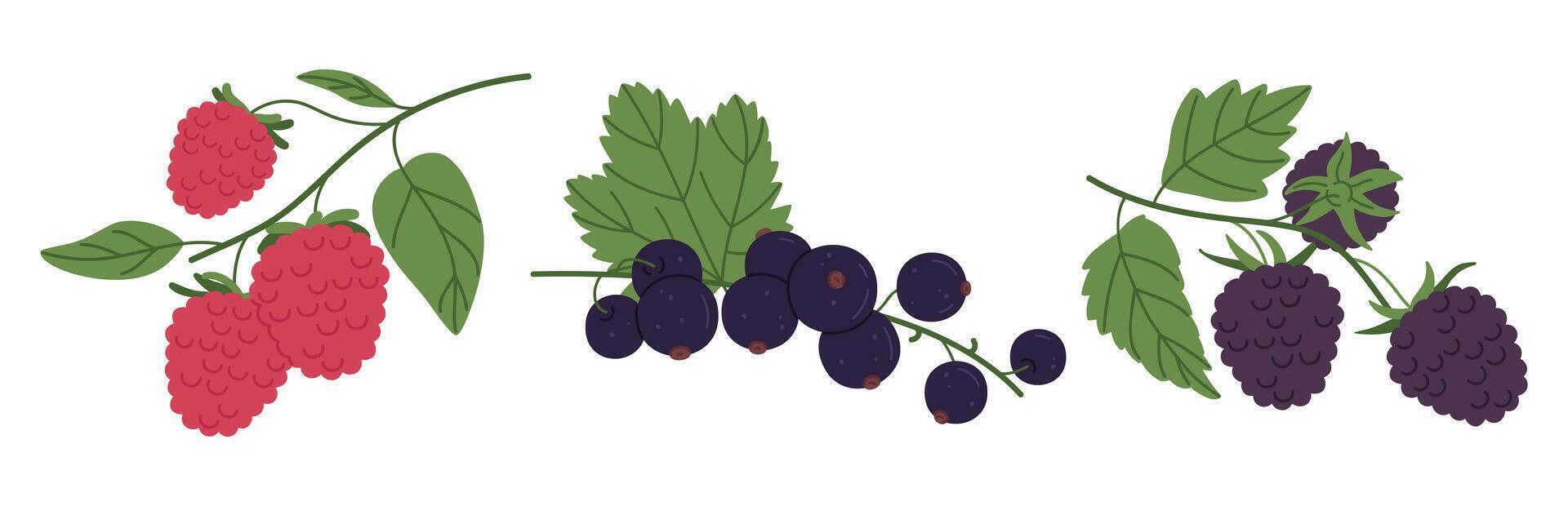 Juicy forest berries. Ripe fresh berries, raspberries, blackberries and blackcurrants flat vector illustration set. Edible berries collection