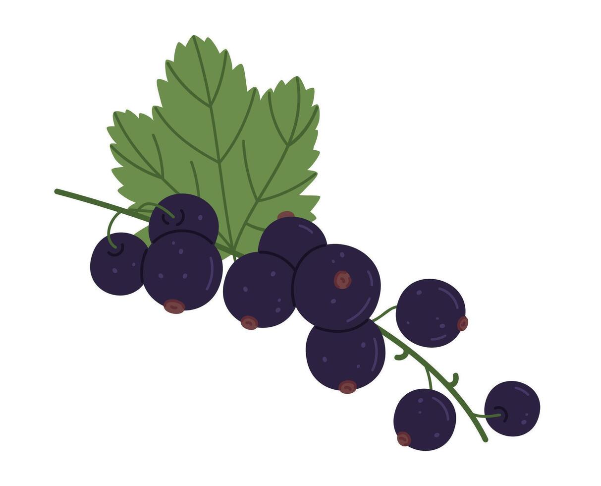 Black currant. Branch with fresh berries, black currant and green leaves, juicy berries for healthy nutrition flat vector illustration. Ripe blackcurrant