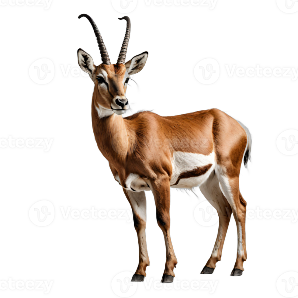 AI generated antelope isolated transparent background PNG. png