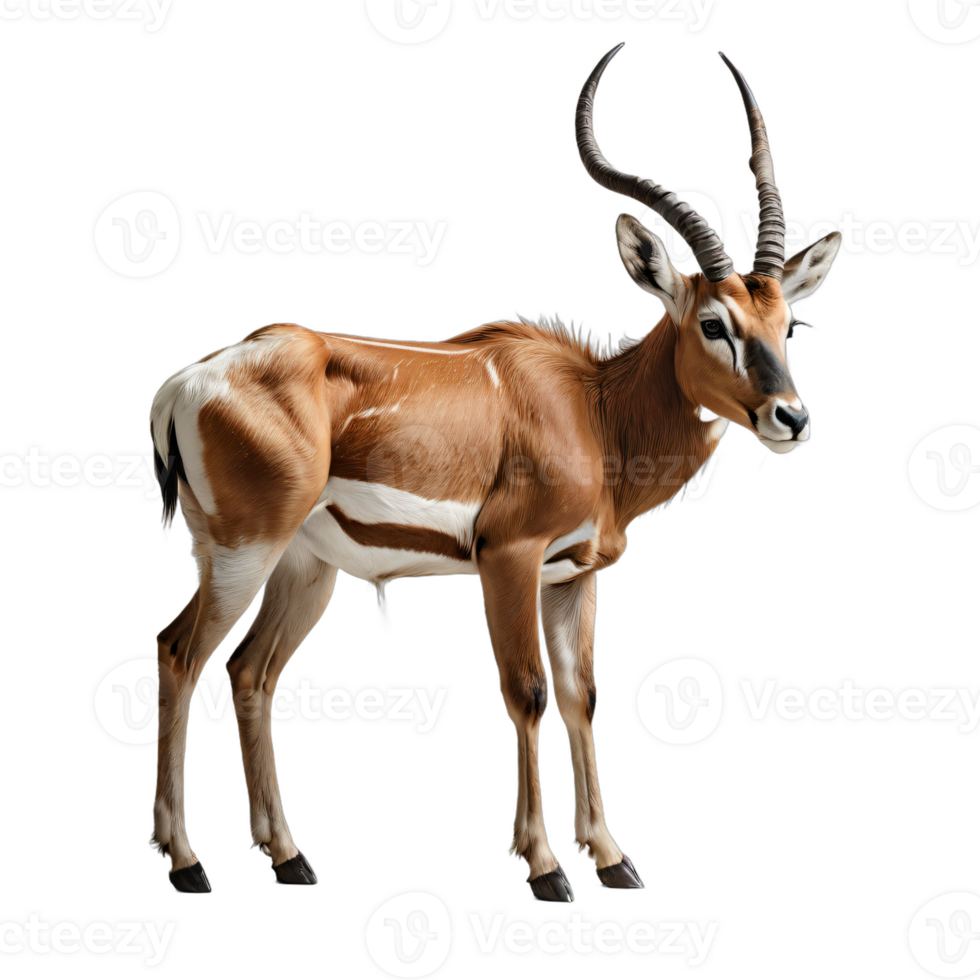AI generated antelope isolated transparent background PNG. png