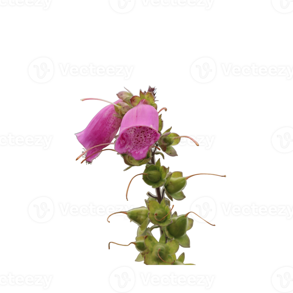 flowering plants in nature png