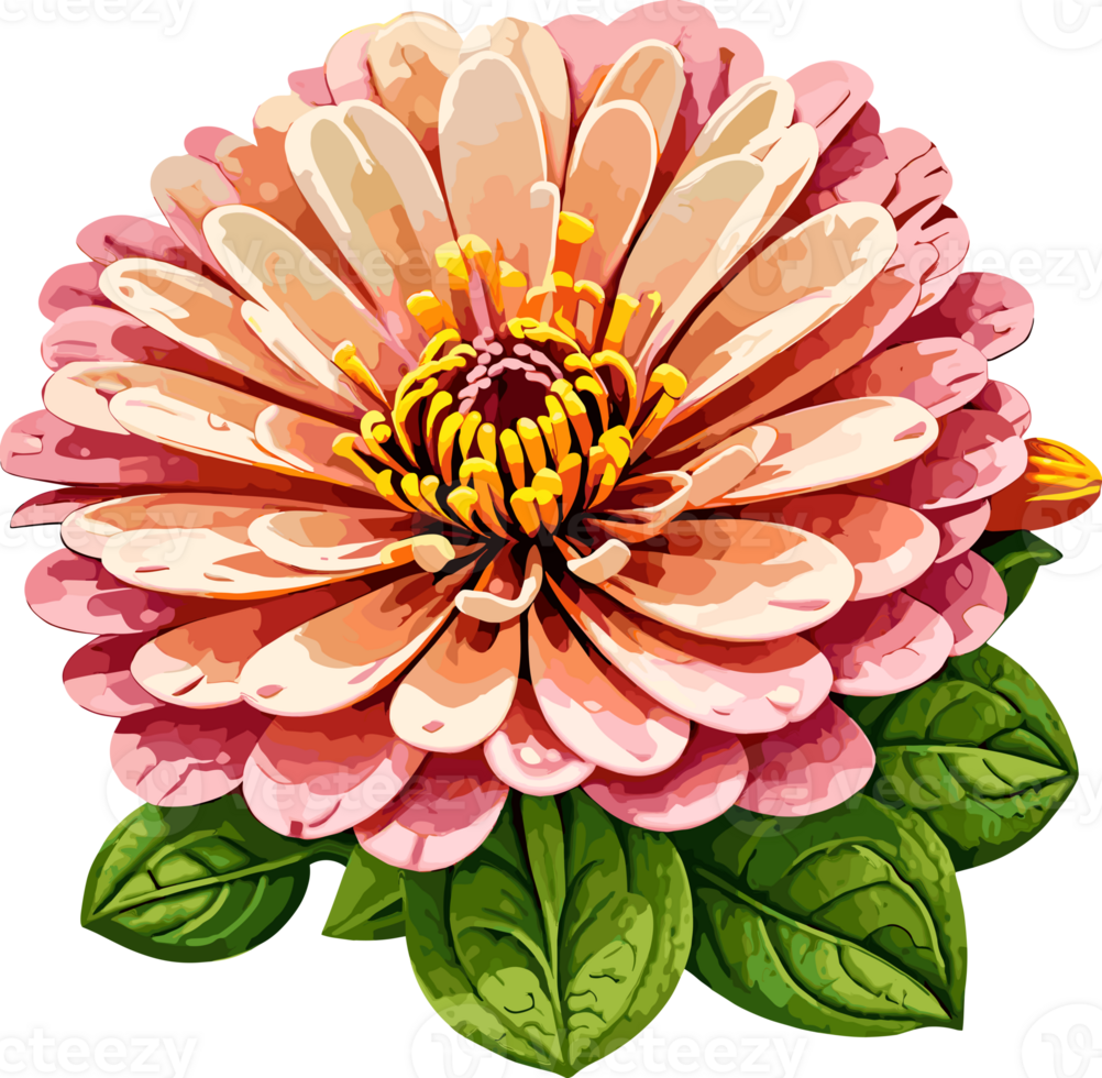 AI generated Blooming pink Zinnia flower illustration isolated on transparent background, floral design element for card, spring, summer decoration, vintage style, gardening, botany png