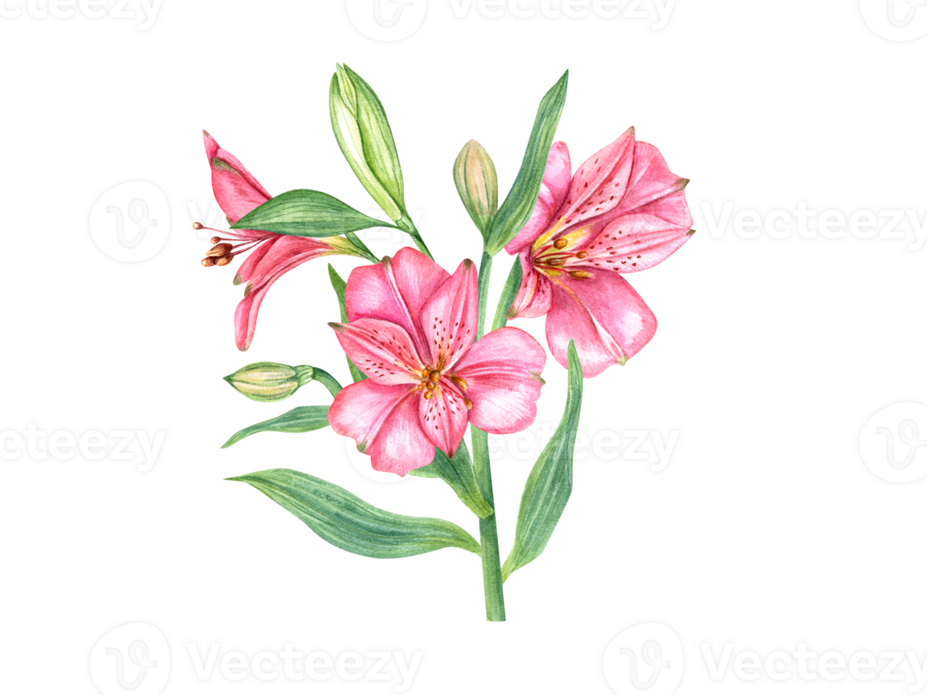 Pink alstroemeria flower. Floral composition. Vintage botanical illustration. Flower head, bud, leaf. Watercolor painting. Alstromeria bouquet. For patterns, car and invitation png