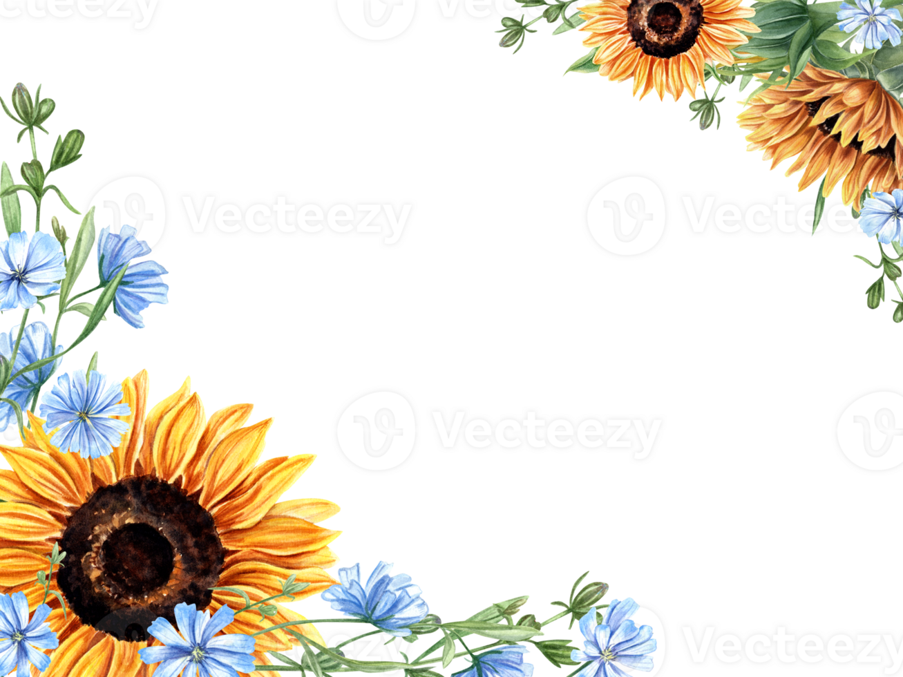 Horizontal frame with sunflowers, meadow plants. Chicory branches. Blue, orange yellow flower bouquet. Floral composition with copy space for text. Watercolor illustration png
