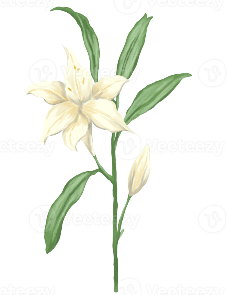 White lily flower painting illustration png